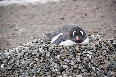 《博德之门3》7号补丁已登陆PC 主机＆Mac需等到10月