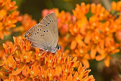 Quest独占《淤能碁吕物语》即将登陆Steam和PSVR